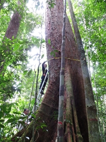 A forest giant at Belalong (photo: Lan Qie, 2014)